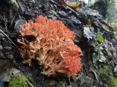Ramaria stuntzii