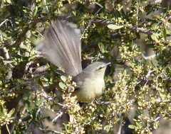 Stigmatura budytoides