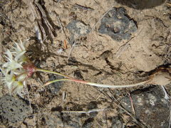 Allium nevadense