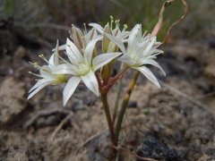 Allium nevadense