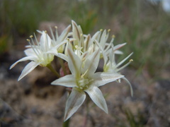 Allium nevadense
