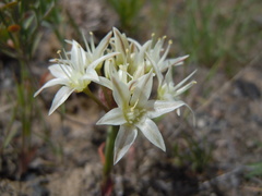 Allium nevadense