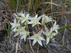 Allium nevadense