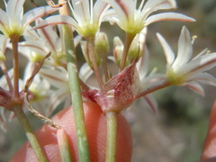 Allium nevadense