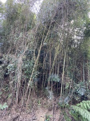 Phyllostachys makinoi