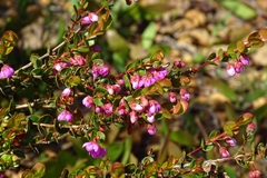 Hypocalymma speciosum
