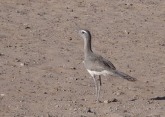 Chunga burmeisteri