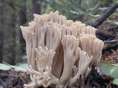 Ramaria acrisiccescens