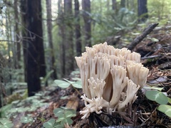 Ramaria acrisiccescens