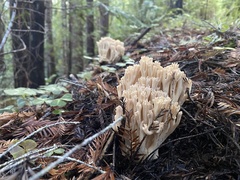 Ramaria acrisiccescens