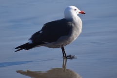 Larus heermanni
