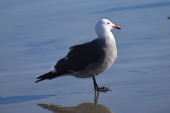 Larus heermanni