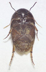 Eucinetidae
