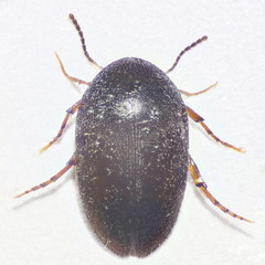 Eucinetidae