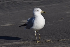 Larus delawarensis