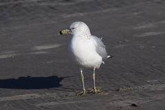 Larus delawarensis
