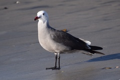 Larus heermanni