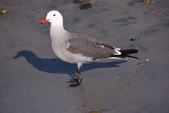 Larus heermanni