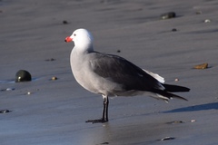 Larus heermanni