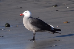 Larus heermanni