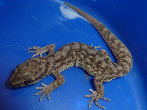Darwin's Marked Gecko, Homonota darwinii