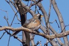 Saltatricula multicolor