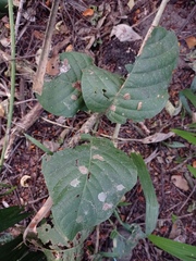 Coccoloba caracasana