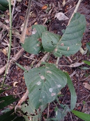 Coccoloba caracasana