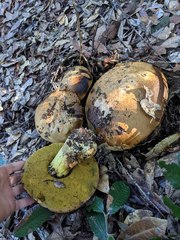Butyriboletus persolidus