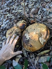 Butyriboletus persolidus