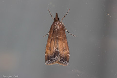 Eudonia asterisca