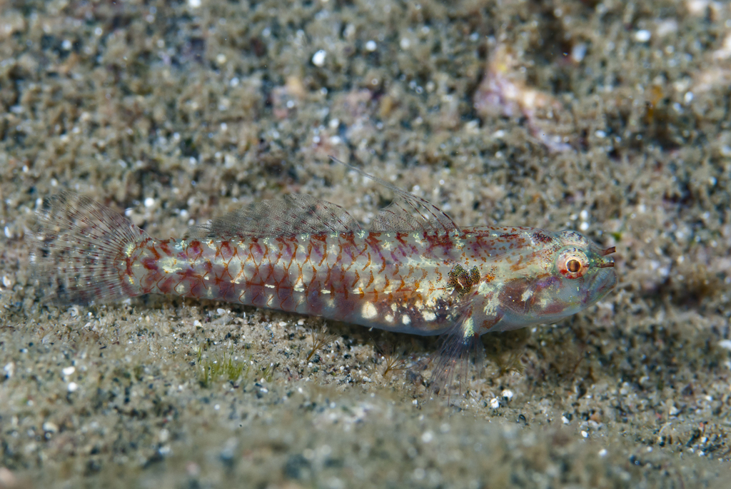 Infulata Pygmy Goby