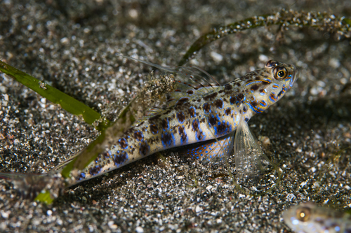 Yellowfoot Shrimpgoby — seen at this dive site