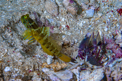 Cryptocentrus sericus