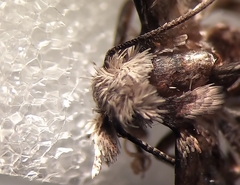 Alucita adriendenisi