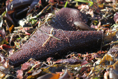 Chondracanthus
