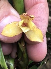 Maxillaria pardalina