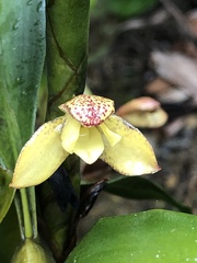Maxillaria pardalina