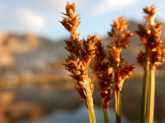 Carex praeceptorum