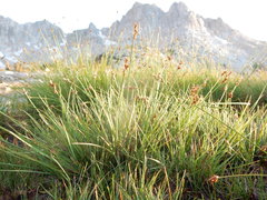Carex praeceptorum