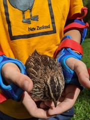 Coturnix