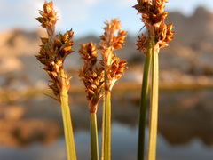 Carex praeceptorum