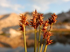 Carex praeceptorum