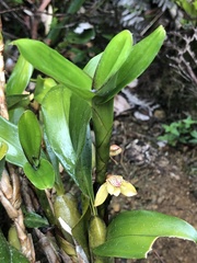 Maxillaria pardalina