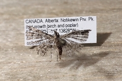 Alucita adriendenisi