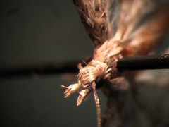 Alucita adriendenisi