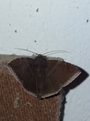 Ophisma