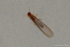 Incisitermes snyderi