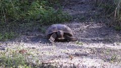 Gopherus polyphemus