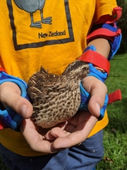 Coturnix